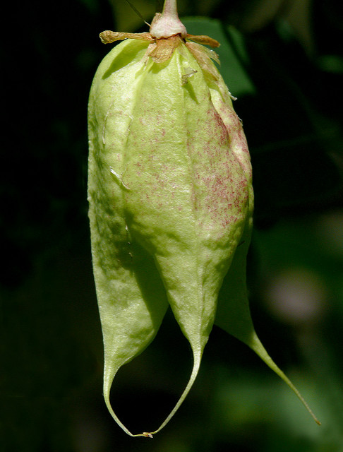 Staphylea colchica