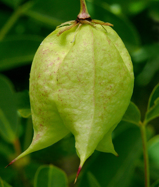 Staphylea colchica