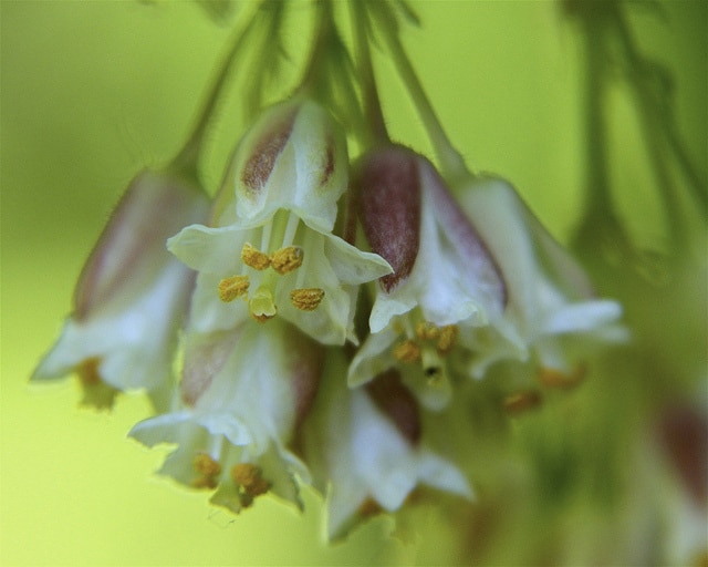 Staphylier à trois folioles (Staphylea trifolia)