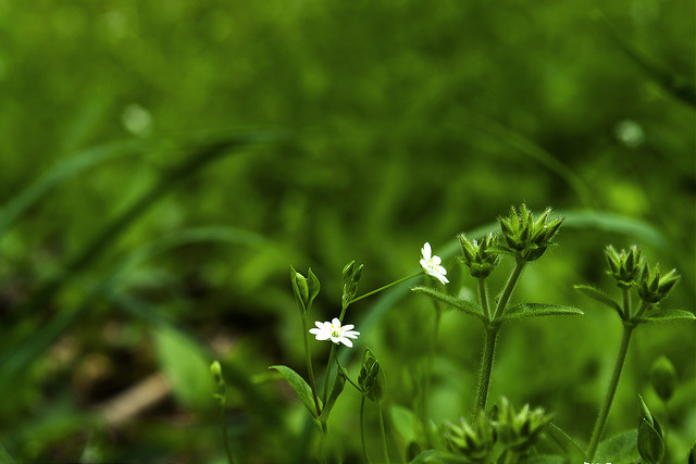 Stellaire alsine