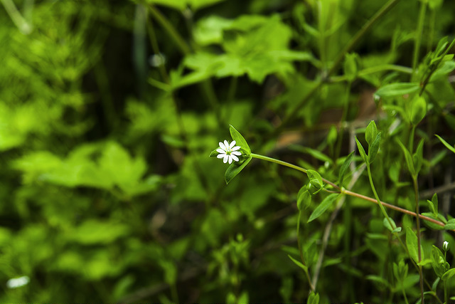 Stellaire alsine