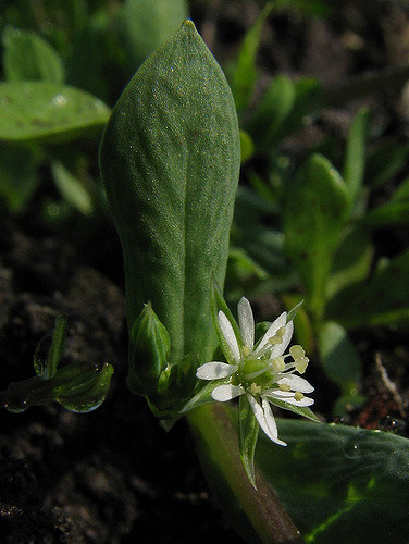 Stellaire alsine