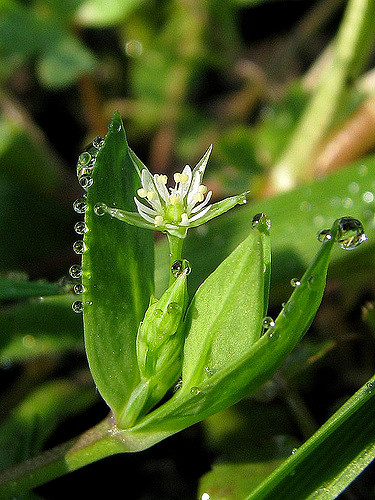 Stellaire alsine