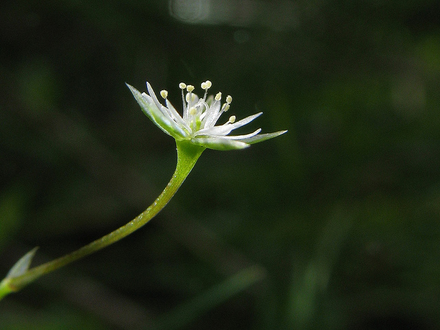 Stellaire alsine (Stellaria alsine)