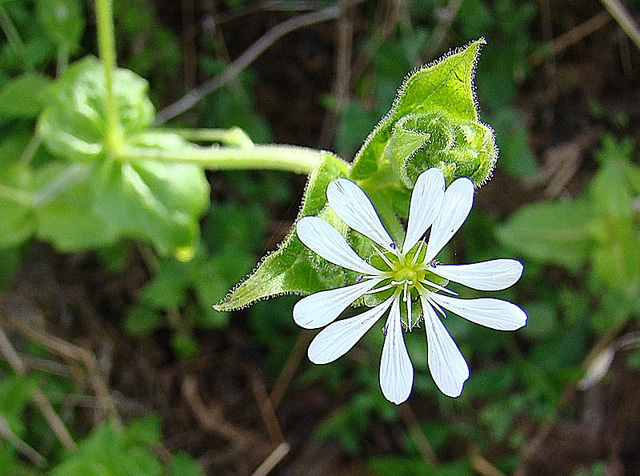 Stellaria cuspidata (Stellaria cuspidata)