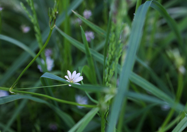 Stellaire graminée (Stellaria graminea)