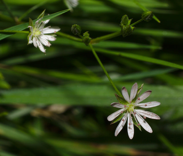 Stellaire graminée