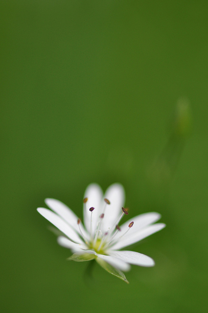 Stellaire graminée