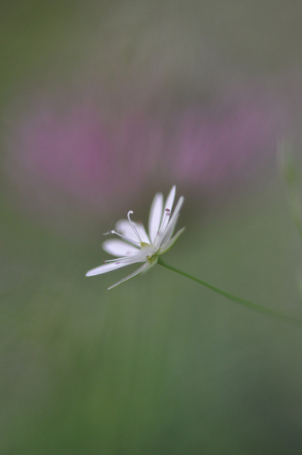 Stellaire graminée
