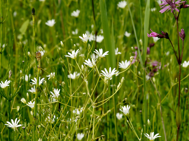 Stellaire graminée