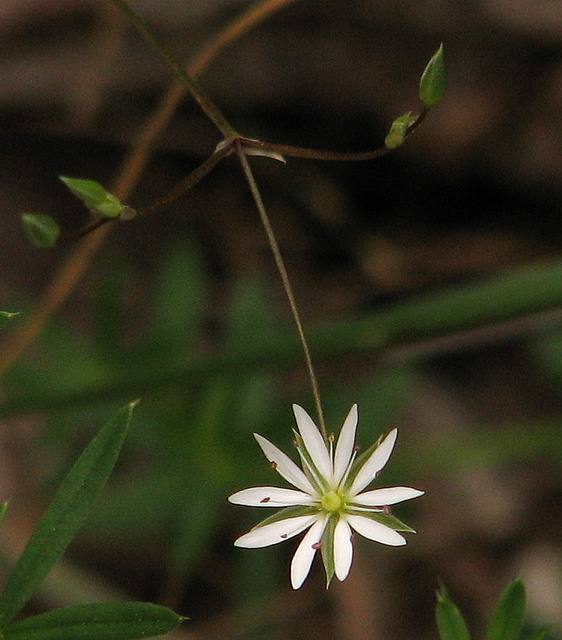 Stellaire graminée