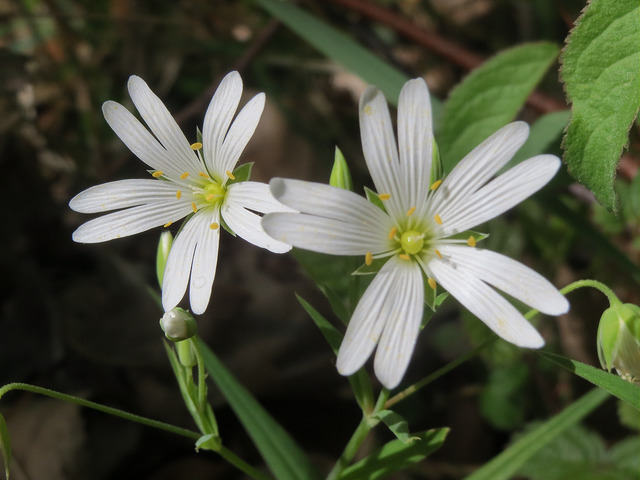Stellaire holostée (Stellaria holostea)