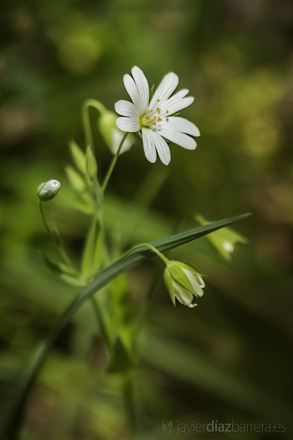 Stellaire holostée