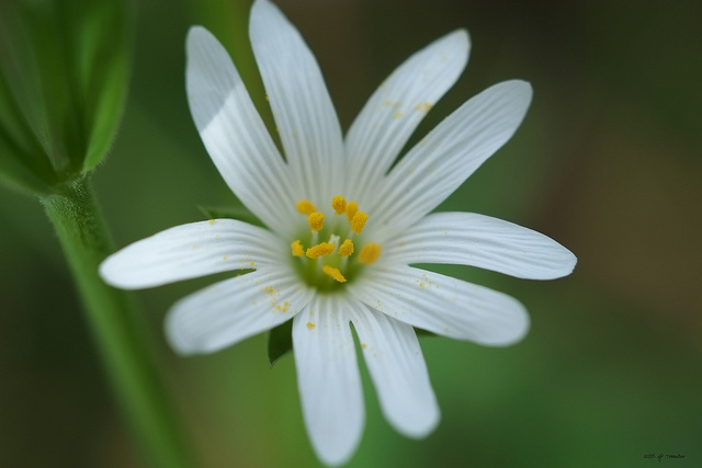 Stellaire holostée