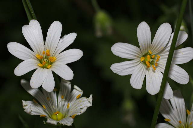 Stellaire holostée