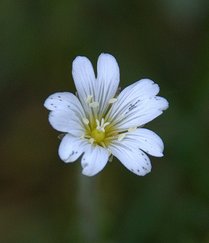 Stellaire intermédiaire