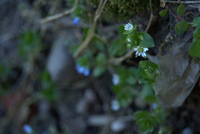 Stellaire intermédiaire (Stellaria media)