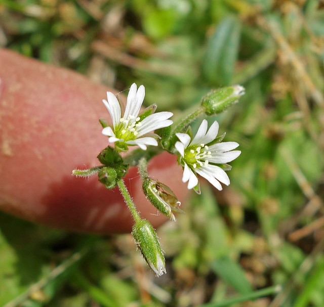 Grande stellaire (Stellaria neglecta)