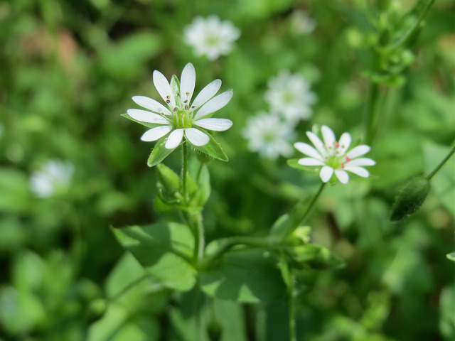 Stellaire des bois