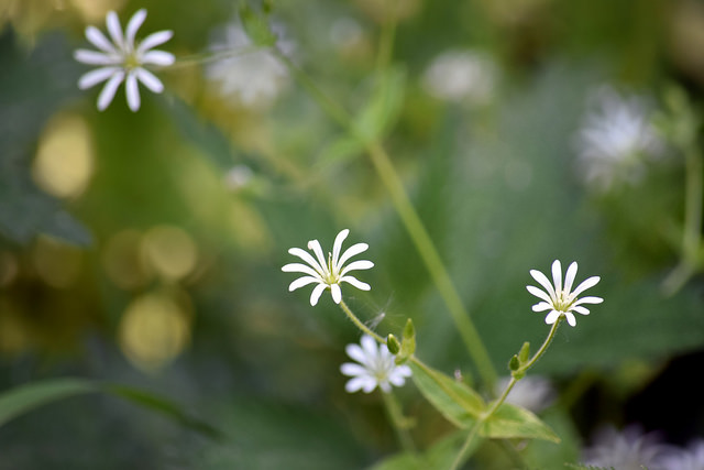 Stellaire des bois