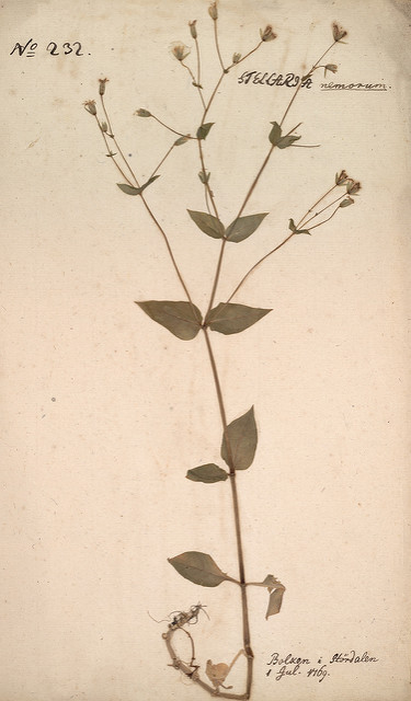 Stellaire des bois
