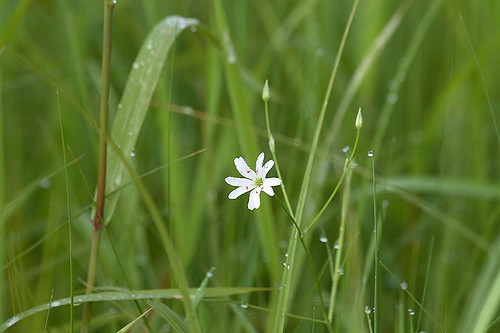 Stellaire des marais