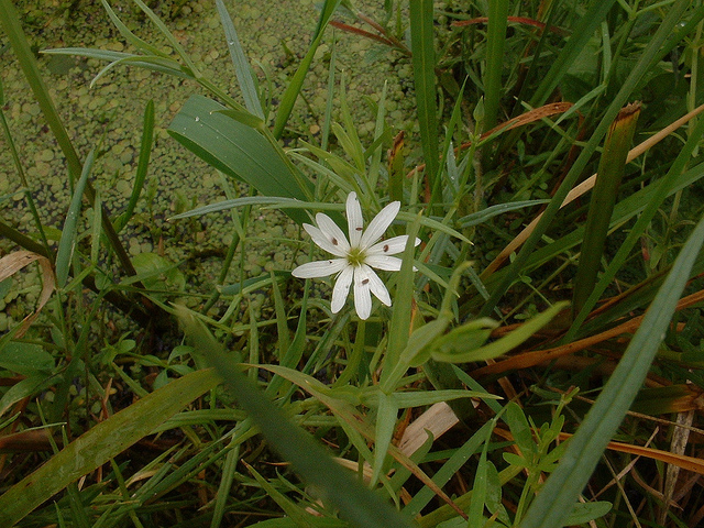 Stellaire des marais