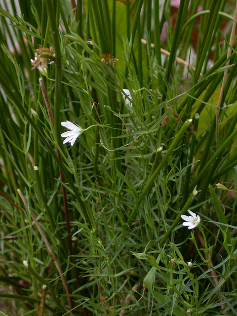 Stellaire des marais