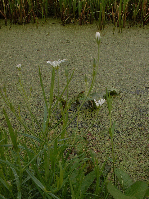 Stellaire des marais