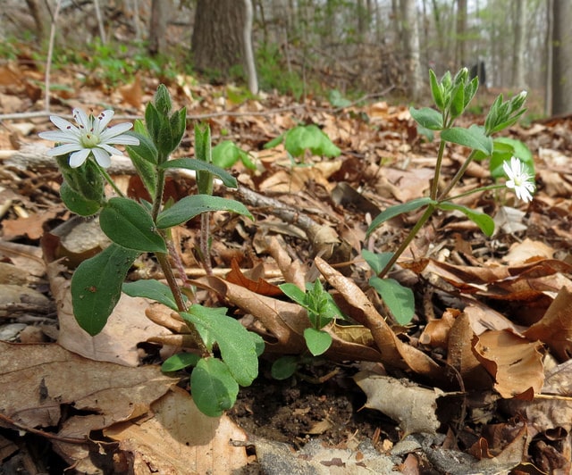 Stellaria pubera
