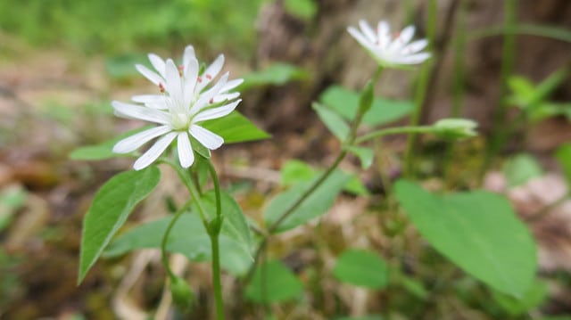 Stellaria pubera