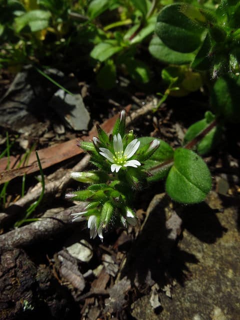 Stellaria pubera