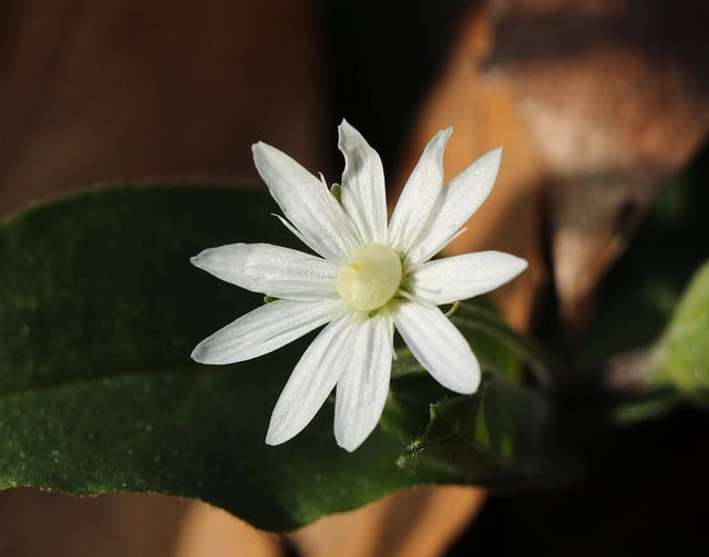 Stellaria pubera
