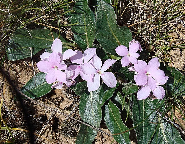 Stenandrium dulce (Stenandrium dulce)