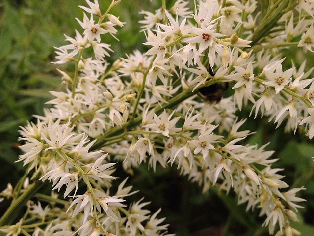 Stenanthium gramineum (Stenanthium gramineum)
