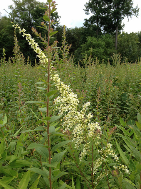 Stenanthium gramineum