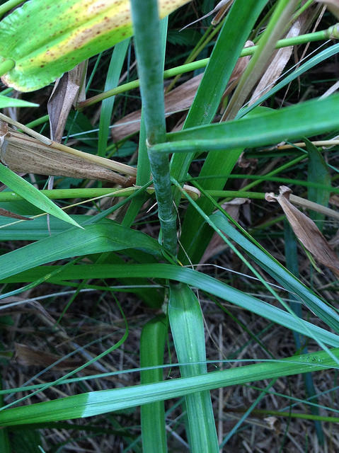 Stenanthium gramineum
