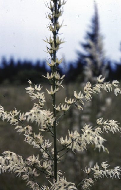 Stenanthium gramineum