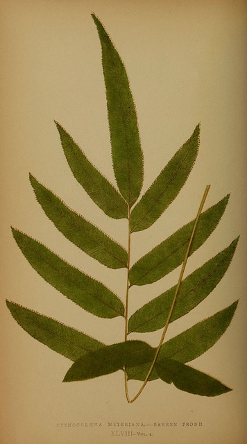 Stenochlaena tenuifolia