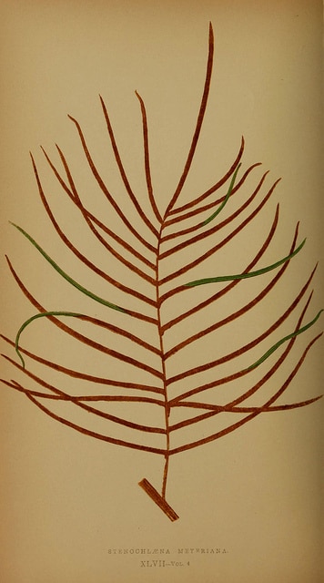 Stenochlaena tenuifolia