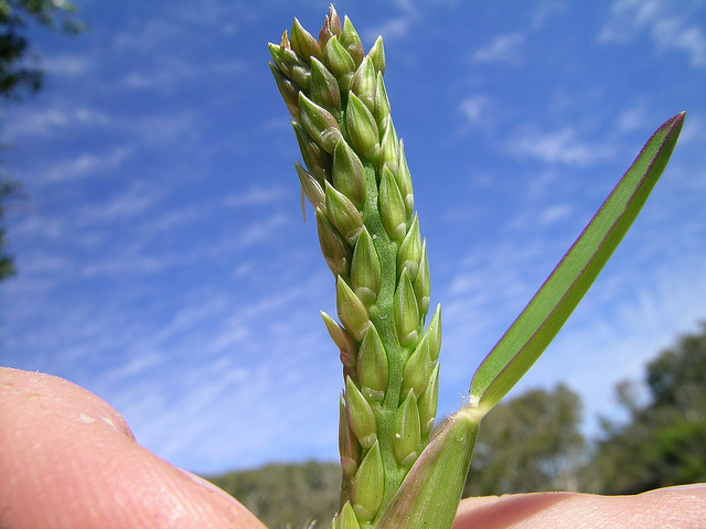 Chiendent de boeuf (Stenotaphrum secundatum)
