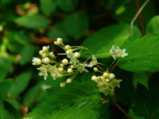 Stephanandra incisa
