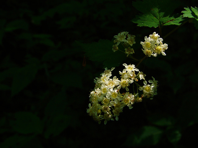 Stephanandra incisa