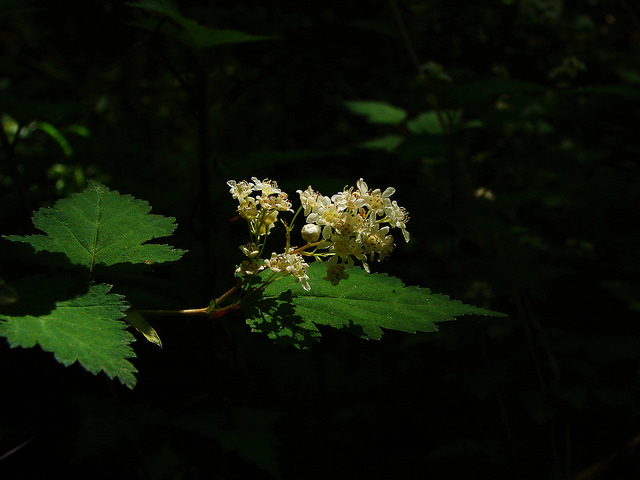 Stephanandra incisa