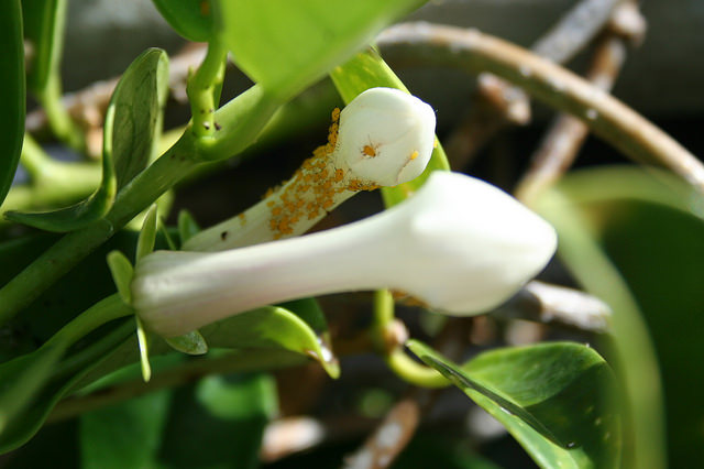 Jasmin de madagascar (Stephanotis floribunda)