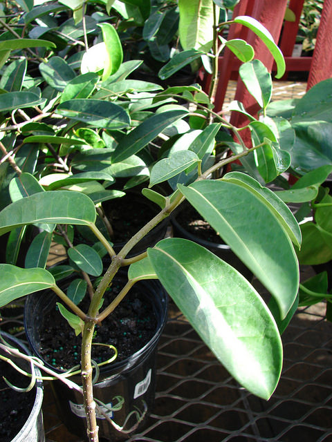Jasmin de madagascar