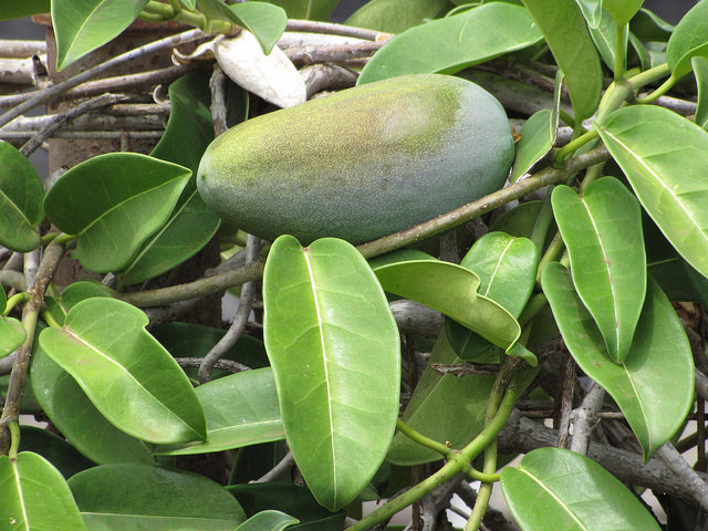 Jasmin de madagascar