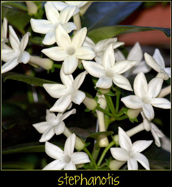 Jasmin de madagascar