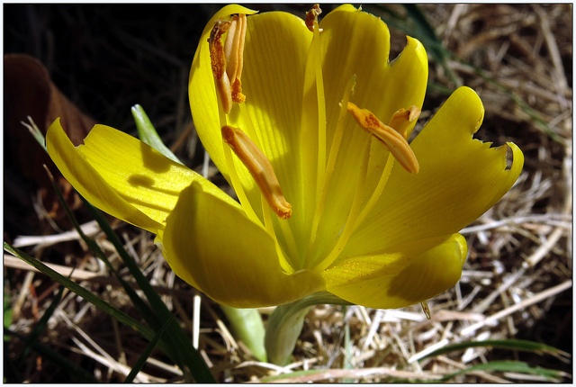 Vendangeuse (Sternbergia lutea)