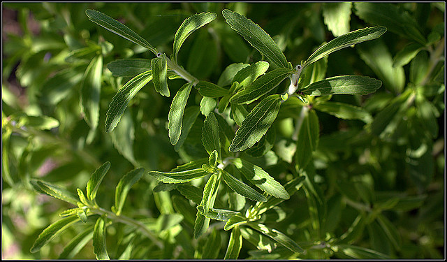 Stevia rebaudiana